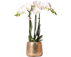 Kolibri Orchids | witte Phalaenopsis orchidee – Amabilis + Luxury sierpot gold – potmaat Ø9cm – 40cm hoog | bloeiende kamerplant in bloempot - vers van de kweker