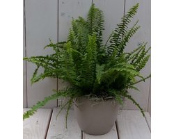 Koningsvaren taupe pot 30 cm