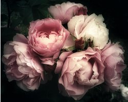 Kristal Helder Galerie kwaliteit Plexiglas 5mm.- Blind Aluminium Ophang-frame- Fotokunst 'Pioen Roses'- Luxe wanddecoratie- Akoestisch en UV Werend- inclusief verzending