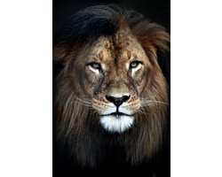 Kristal Helder Galerie kwaliteit Plexiglas 5mm.- Blind Aluminium Ophang-frame- Fotokunst 'Sire'- luxe wanddecoratie- Akoestisch en UV Werend- inclusief verzending