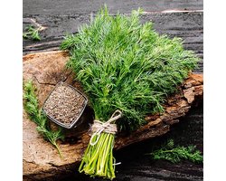 Kruiden zaden - Dille