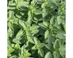 Kruiden zaden - Echte Marjolein