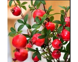 Kunst granaatappel 5 decoratieve takken – woonmaker en tafeldecoratie takken – pomegranate branches Set van 5 (hoogte circa 90 cm) – Ideaal voor Binnen & Buiten