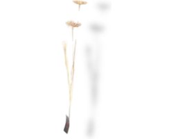 Kunst Tak Dille Groot Creme