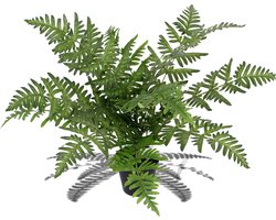 Kunst varen - Kunstplant in pot – voor binnen en buiten – krulvaren – 50 cm