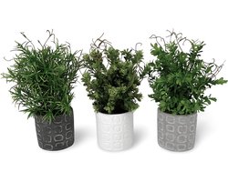 Kunst Vetplanten In Pot Beton 3 st. - 29 cm