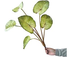 Kunstmatige Calathea Plant - Nep Plant Kunstgroen - Woonkamer Decoratie - Realistisch Uiterlijk - 70 cm of 90 cm - Geelgroen
