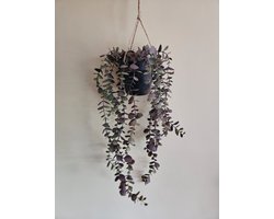 Kunstplant Eucalyptus – 65 cm – Nep Plant - Groen/Rood – Hangplant in Pot – Zijden – Voor Binnen & Buiten