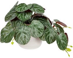 Kunstplant hangende decoratieve planten in keramische pot mini kunstplant Saxifraga stolonifera decoratie modern voor thuis kantoor badkamer keuken en interieur decoratie