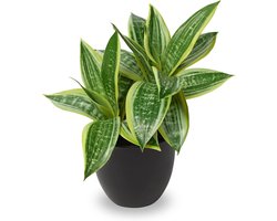 Kunstplant met 2 Koppen - Kleine Sansevieria voor Binnen, Perfect voor Thuis, Kantoor en Badkamer, Hoogte 30 cm, Ideaal voor Woonkamer en Slaapkamer Decoratie