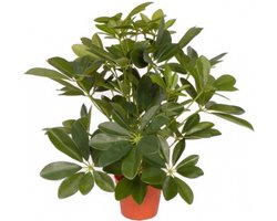 Kunstplant schefflera/baby struik - H55 cm - groene kunstplanten - kamerplanten
