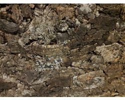 Kurk24 - Wandkurk plaat - Kurkplaat - Wanddecoratie - Cork Forest - 60 x 90 cm
