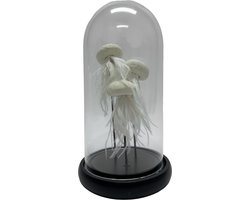 KWAL - ZWART (YF-03)