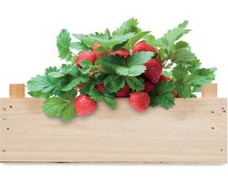 Kweekset aardbeien - Moestuin - Kweekbak - Moestuin zaden - Moestuin artikelen - Biologisch - Aardbeizaden - Houten kistje - Potgrond - Tuincompost - Hout - Set - 3-delig