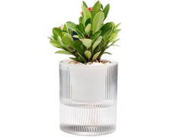 KZQ Zelfwaterende Bloempot 17cm, Doorzichtige Plantenbak met Waterreservoir voor Binnenplanten en Bloemen, Geschikt voor Buitenshuis en Vensterbank, Inclusief Vulset