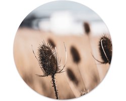 Label2X - Muurcirkel dried naturel - Ø 30 cm - Forex - Multicolor - Wandcirkel - Rond Schilderij - Muurdecoratie Cirkel - Wandecoratie rond - Decoratie voor woonkamer of slaapkamer