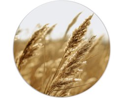 Label2X - Muurcirkel gold grain - Ø 12 cm - Forex - Multicolor - Wandcirkel - Rond Schilderij - Muurdecoratie Cirkel - Wandecoratie rond - Decoratie voor woonkamer of slaapkamer