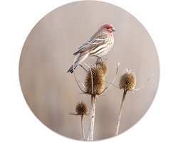 Label2X - Muurcirkel small birdy - Ø 30 cm - Dibond - Multicolor - Wandcirkel - Rond Schilderij - Muurdecoratie Cirkel - Wandecoratie rond - Decoratie voor woonkamer of slaapkamer