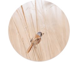 Label2X - Muurcirkel vogel riet - Ø 12 cm - Dibond - Multicolor - Wandcirkel - Rond Schilderij - Muurdecoratie Cirkel - Wandecoratie rond - Decoratie voor woonkamer of slaapkamer