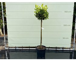 Laurier - op stam - hoogte 150 cm