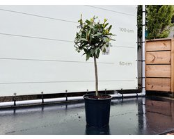 Laurier op stam - Laurus Nobilis - Laurier - Eetbaar - Smaakmaker - Pot ⌀ 24cm - Hoogte 100 - 120cm