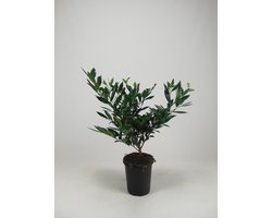 Laurier 'Otto Luyken' 30-40 cm (in pot) - Prunus l. 'Otto Luyken' - Ø26 cm - witte bloemen - onderhoudsarm - het hele jaar door groen