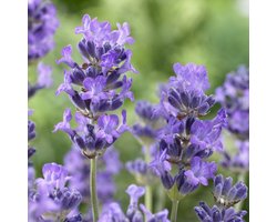 Lavandula ang. 'Munstead' | 1 stuk | Bijen- en vlinderplant | Bijentuin | Bloeiende vaste plant | bloemenpracht in de zomer | groenblijvende vaste plant | wintergroen | Geurende plant | tuinplant geurend | 11x11 cm Kwekerspot | Geurend | Blauw