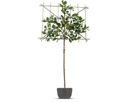 Leilaurier | Groenblijvende leiprunus | Stamomtrek: 10-12 cm | Stamhoogte: 200 cm | Rek: 150 cm