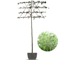 Leilinde | Tilia europea Pallida | Stamomtrek: 10-12 cm | Stamhoogte: 150 cm | Rek: 4 lagen