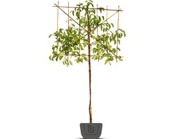 Leimagnolia | Magnolia Kobus | Stamomtrek: 6-8 cm | Stamhoogte: 120 cm | Rek: 120 cm