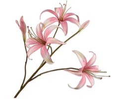 Lelie tak roze/creme 80 cm