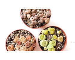 Levende Steentjes Mix | Lithops & Pleiospilos | Uniek cadeau | Set van 3 planten| 8,5 cm Pot | Makkelijke kamerplanten | Cadeau tip