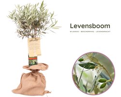 Levensboom - symbolisch cadeau - olijfboom - Olea Europaea - hoogte 70-95-cm - potmaat 21 cm