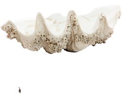 Light&living Ornament 52x28x18 cm SHELL taupe+crème