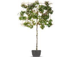 Liquidambar styraciflua | amberboom als leiboom | Stamomtrek: 12-14 cm | Stamhoogte: 220 cm | Rek: 150 cm