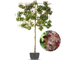 Liquidambar styraciflua amberboom als leiboom | Stamomtrek: 6-8 cm | Stamhoogte: 100 cm | Rek: 120 cm