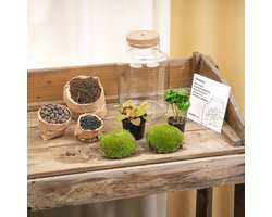 Little Milky - DIY Planten terrarium - Ecosysteem plant - Ø 17 cm ↑ 25 cm