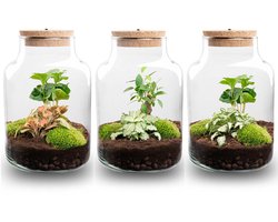 Little Milky - Planten Terrarium met licht - Koffieplant + Fittonia - DIY kit - Ecosysteem plant - Ø 17 cm ↑ 25 cm