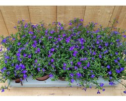 Lobelia s 10 potjes per tray kleur blauw