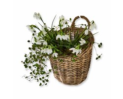 LOBERON Mand Korovu bruin