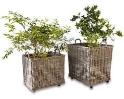 LOBERON Plantenmand set van 2 Gialousa bruin