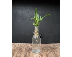 Lofe Ann transparant | Hydroponie | Zwarte dop en Dracaena stek