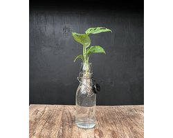 Lofe Ann transparant | Hydroponie | Zwarte dop en Monstera stek