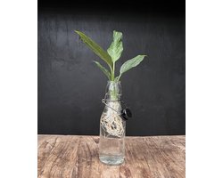 Lofe Ann transparant | Hydroponie | Zwarte dop en Spathiphyllum stek