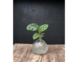 Lofe Jive medium | Hydroponie | glas Transparant met Monstera Adansonii