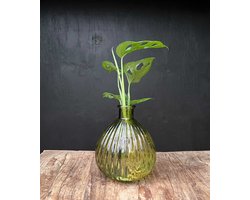 Lofe Jive XL | Hydroponie | Geel glas met Monstera