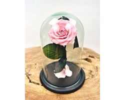 Longlife Roos ‘roze’ klein in stolp | Eeuwige Roos | Perfect voor ieder interieur | Een fantastische gift om jouw geliefde mee te verrassen