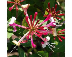 Lonicera Japonica 'Red World' - Kamperfoelie - 50-60 cm in pot: Klimplant met opvallende rode bloemen, zeer geurig.