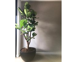 Louisiana Fiberstone Plantenpot | Black - Zwart | Ø60 x H38 cm