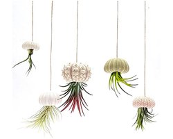 Luchtplant Houder Set van 5 - Hangende Bloempot Schelp - Klein en Middelgroot